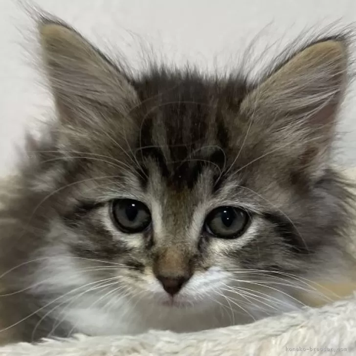 ジッポー 様のお迎えした子猫