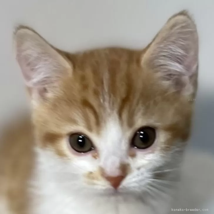 ID：2412-01219の子猫