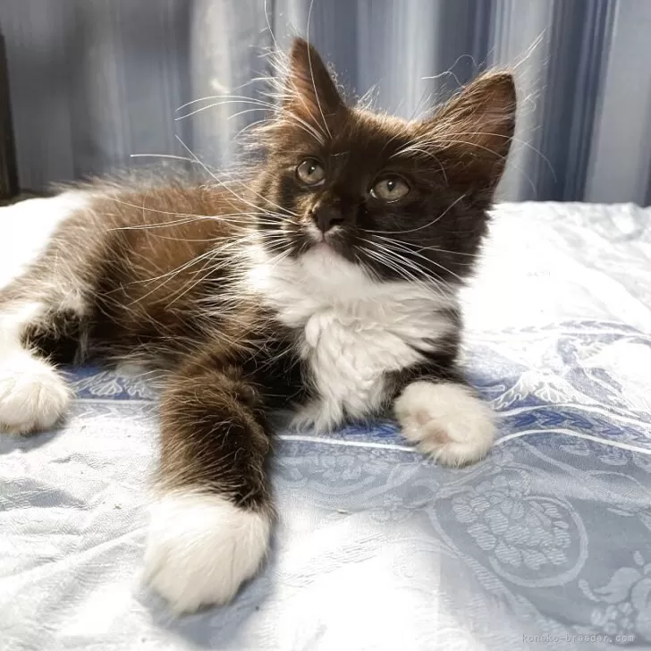 ID：2507-03102の子猫