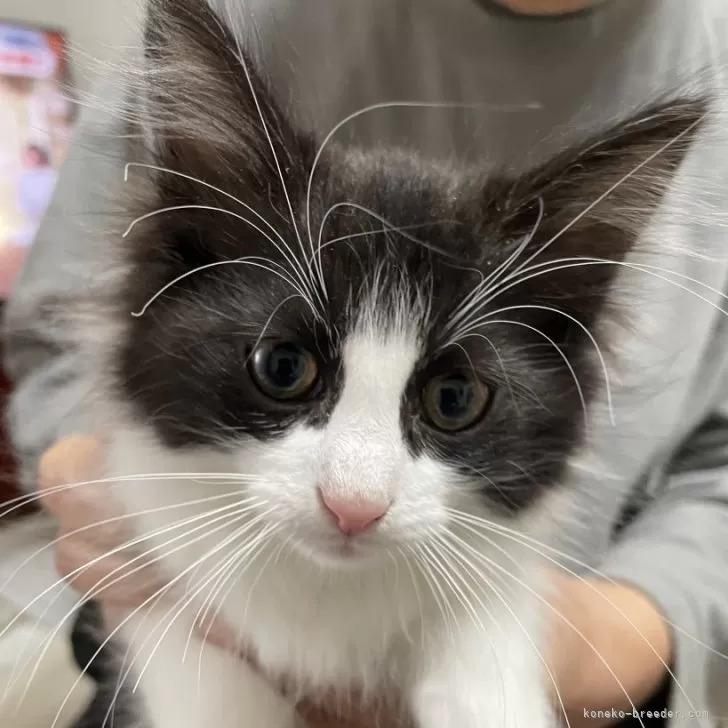 M.T 様のお迎えした子猫