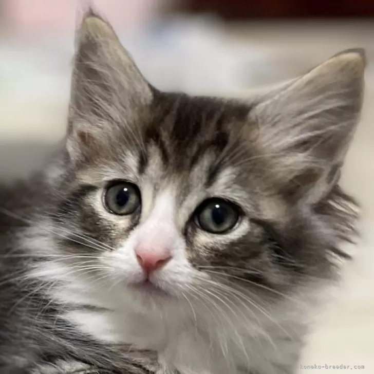 アポロ 様のお迎えした子猫