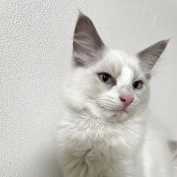 ラグドール【神奈川県・男の子・2025年8月20日・ブルーポイントバイカラー（フワフワな長毛）】の写真「人懐っこく元気でよく遊ぶ男の子」