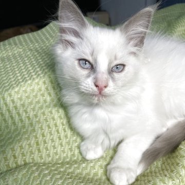 ラグドール【神奈川県・女の子・2025年8月28日・ブルーポイントバイカラー（赤ちゃん毛これからフワフワ）】の写真「人懐っこく甘えん坊な女の子」
