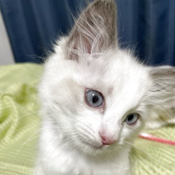 ラグドール【神奈川県・女の子・2025年8月28日・ブルーポイントバイカラー（もふもふで人懐こい女の子）】の写真「人懐っこく甘えん坊で元気でよく遊ぶ女の子」