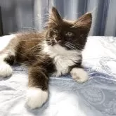 ノルウェージャンフォレストキャット