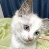 ラグドール【神奈川県・女の子・2025年8月28日・ブルーポイントバイカラー】の写真1