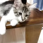 ノルウェージャンフォレストキャット【神奈川県・女の子・2025年5月25日・ブラウンタビー&ホワイト】の写真3