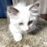 ラグドール【神奈川県・女の子・2025年8月28日・ブルーポイントバイカラー】の写真8