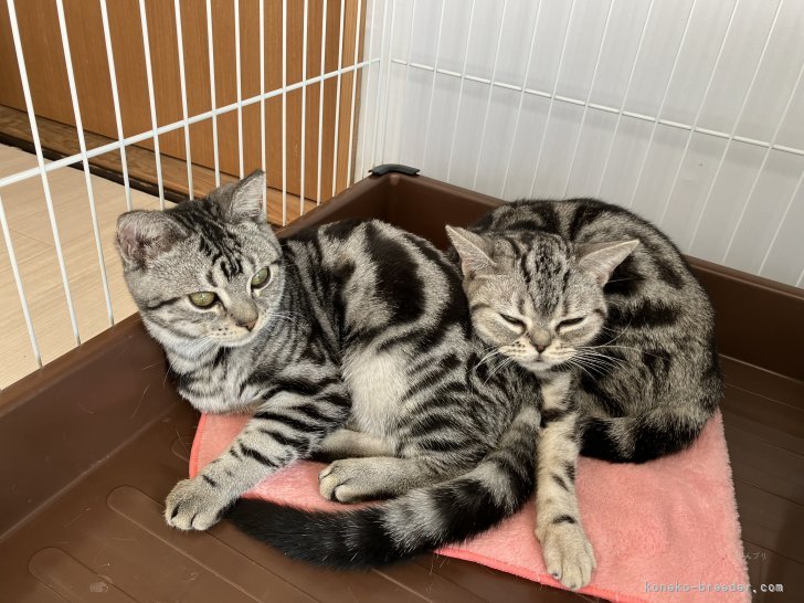 猫同士とっても仲良し｜高柳　恵(たかやなぎ　めぐみ)ブリーダー(静岡県・アメリカンショートヘアなど・JCC（旧ACC）登録)の紹介写真5