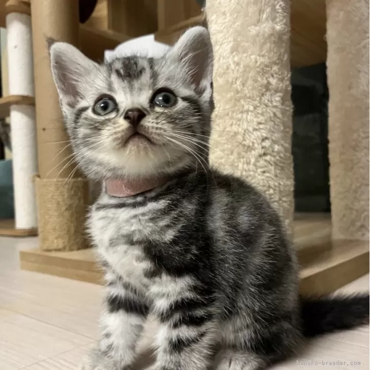 Y.H 様のお迎えした子猫