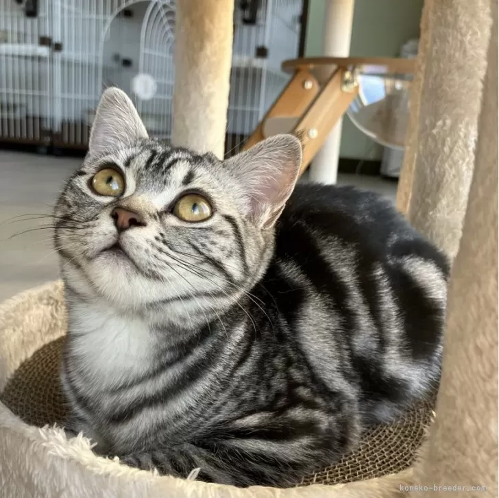 ID：2402-00836の子猫