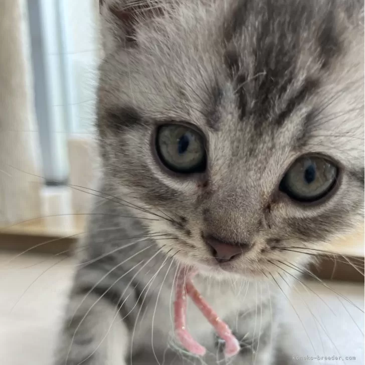 ID：2402-01756の子猫
