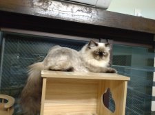 ヒマラヤン【・男の子・2023年12月24日・シールポイント】「サマーカット」