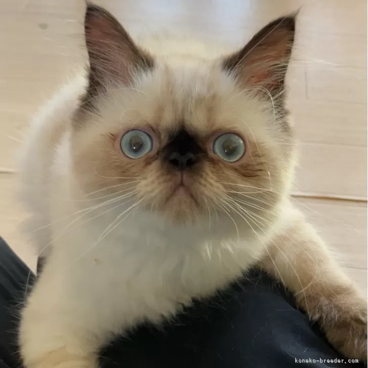 S 様のお迎えした子猫