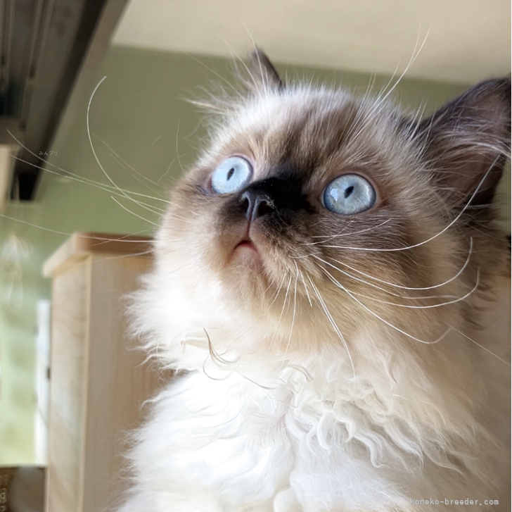 S 様のお迎えした子猫