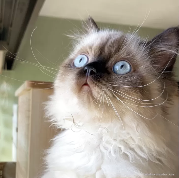 ID：2507-02913の子猫