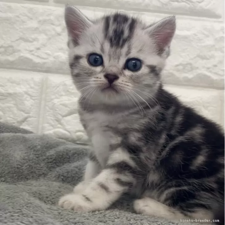 ID：2506-02924の子猫