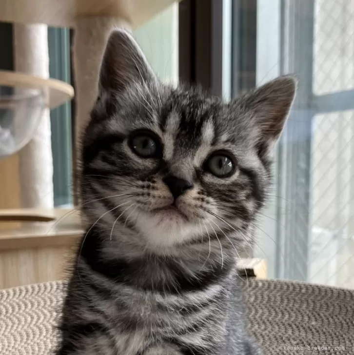 ID：2412-00714の子猫