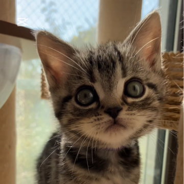 アメリカンショートヘア【静岡県・男の子・2025年9月22日・シルバータビー】の写真「元気いっぱい男の子☺️」