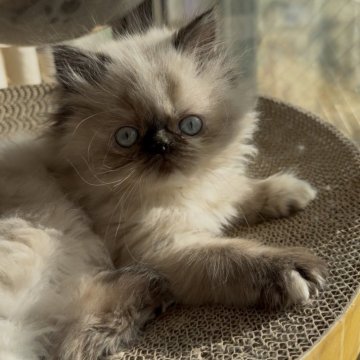 ヒマラヤン【静岡県・女の子・2025年10月26日・トーティポイント】の写真「甘えん坊さんです☺️」