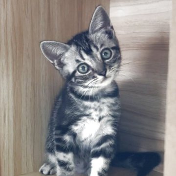アメリカンショートヘア【静岡県・男の子・2025年5月1日・シルバータビー】の写真「とっても可愛い子猫ちゃん」