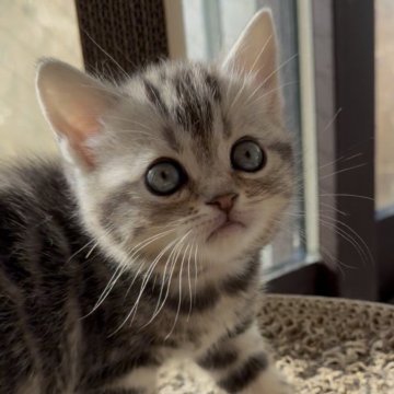 アメリカンショートヘア【静岡県・女の子・2026年1月6日・シルバータビー】の写真「元気いっぱいな女の子」