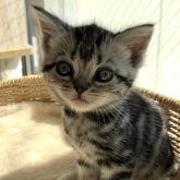 アメリカンショートヘア