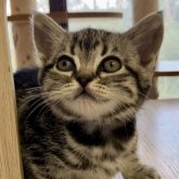 アメリカンショートヘア