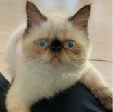 ヒマラヤン