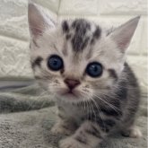 アメリカンショートヘア