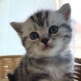 アメリカンショートヘア