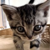 アメリカンショートヘア