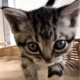 アメリカンショートヘア