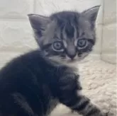 アメリカンショートヘア