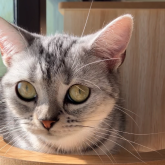 アメリカンショートヘア