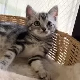 アメリカンショートヘア