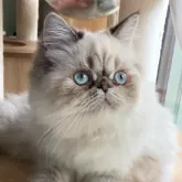 ヒマラヤン