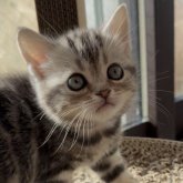 アメリカンショートヘア