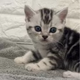 アメリカンショートヘア【静岡県・男の子・2025年6月8日・シルバータビー】の写真2