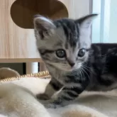 アメリカンショートヘア【静岡県・女の子・2025年9月22日・シルバータビー】の写真3