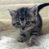 アメリカンショートヘア【静岡県・女の子・2025年3月25日・シルバータビー】の写真3