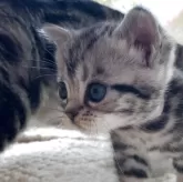 アメリカンショートヘア【静岡県・女の子・2025年3月29日・シルバータビー】の写真4