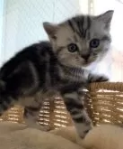 アメリカンショートヘア【静岡県・男の子・2025年10月2日・シルバータビー】の写真4