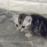 アメリカンショートヘア【静岡県・男の子・2025年6月8日・シルバータビー】の写真5