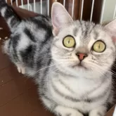 アメリカンショートヘア【静岡県・女の子・2024年8月20日・シルバータビー】の写真5