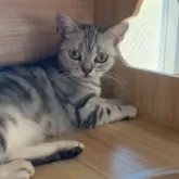 アメリカンショートヘア【静岡県・女の子・2024年8月20日・シルバータビー】の写真5