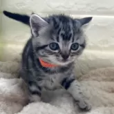 アメリカンショートヘア【静岡県・女の子・2025年3月25日・シルバータビー】の写真5