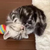 アメリカンショートヘア【静岡県・男の子・2025年10月2日・シルバータビー】の写真6