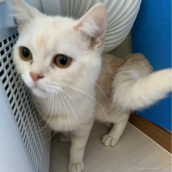 ID：2407-03231の子猫