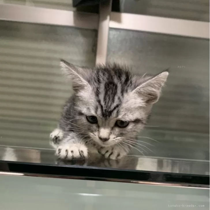 ID:2505-00755の子猫